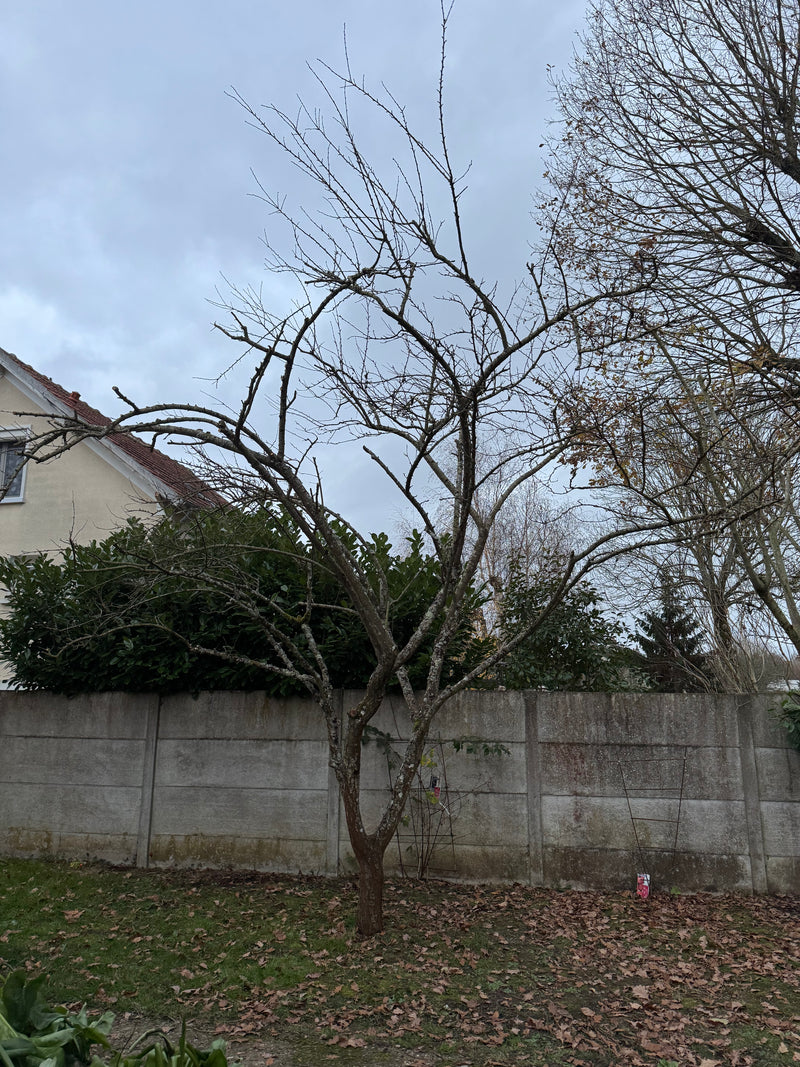 Taille d'arbres fruitiers