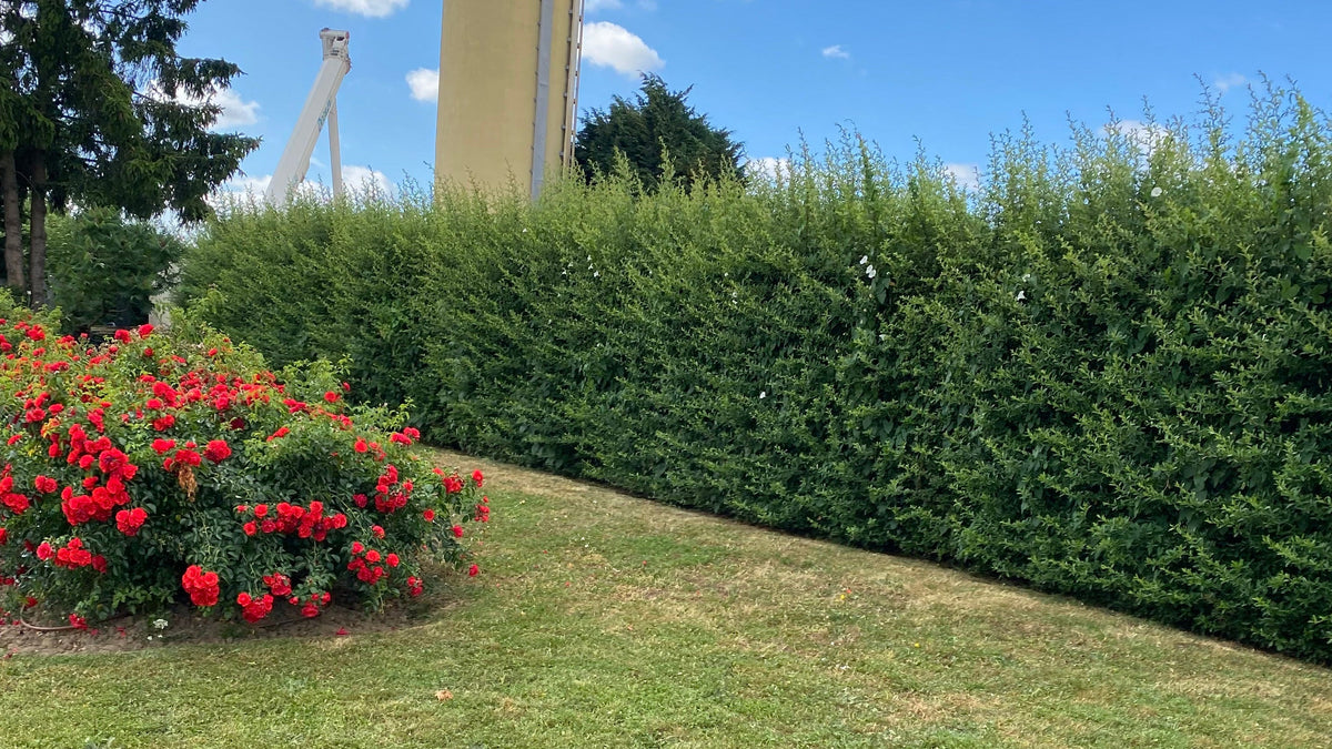 Jardin avant intervention