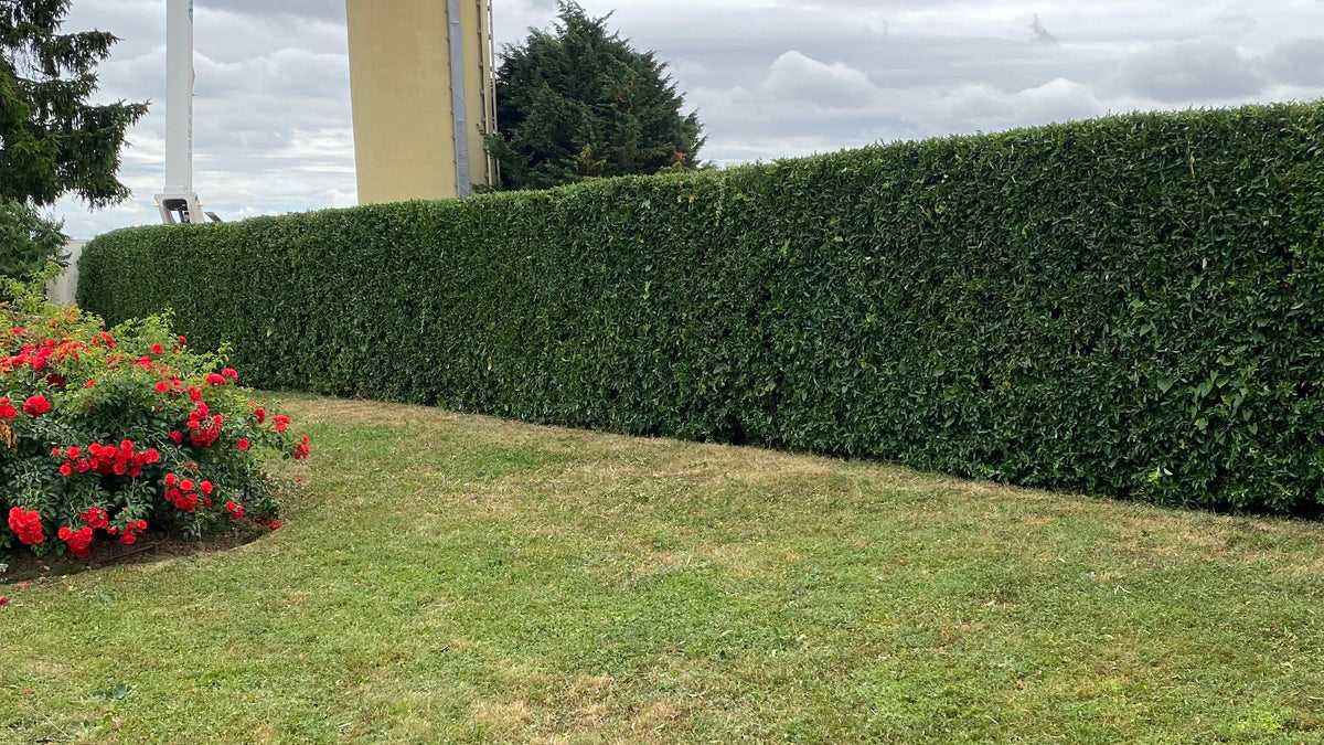 Jardin après intervention